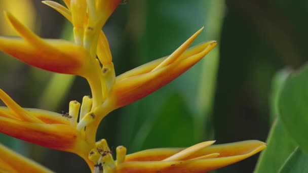 Group Ants Crawling Heliconia Flower Green Leaf Background — Vídeo de Stock