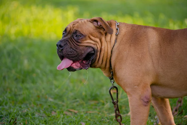 Brown Pitbull Puppy Green Field — 图库照片