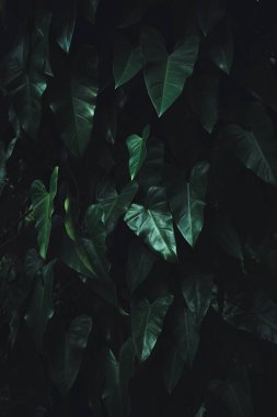 Tropical leaves, green leaf texture abstract, nature background.