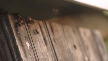 Arı kovanına bal arıları girer, arıcılık kavramı..