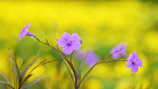 Water Droplets Purple Flower Yellow Background — 비디오
