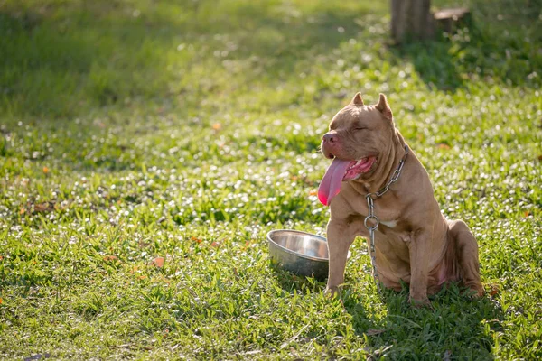 Bruine Pitbull Puppy Het Groene Veld — Stockfoto