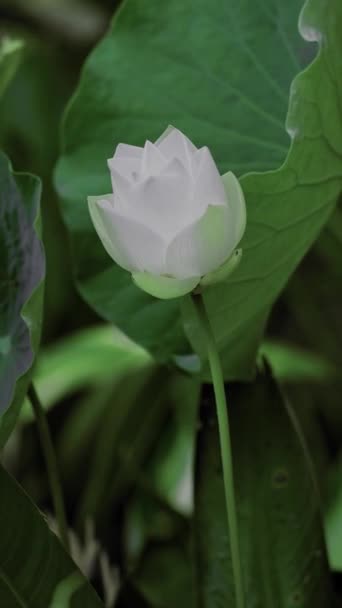 White Lotus Flower Green Lotus Leaf — Wideo stockowe