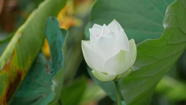 White Lotus Flower Morning Swaying Gentle Wind Some Bees Flying — Stock Video