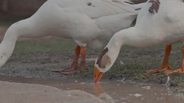 鹅和鸭在公园里一起喝水 — 图库视频影像