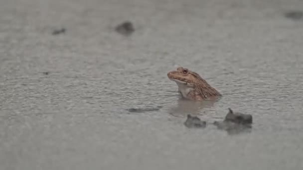 Frog Mud Land Rainy — Stock Video