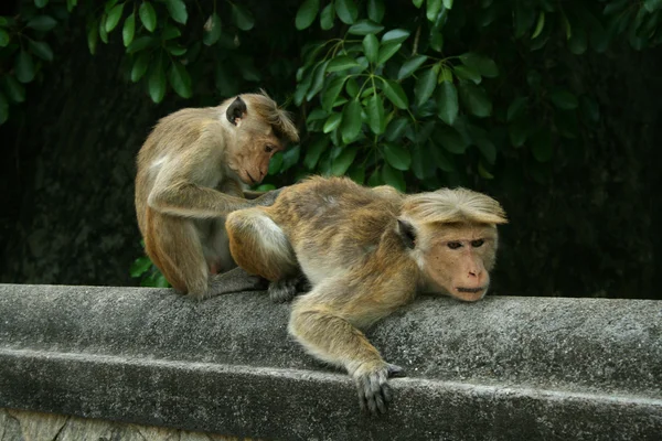 Affen lausen sich — Stok fotoğraf