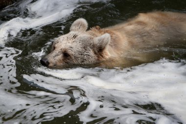 Baer im Wasser