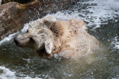 Baer schuettelt sich