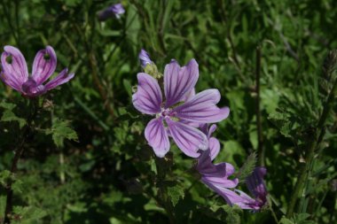 Bluete Violett Asien