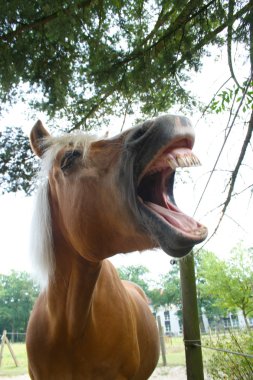 Lachender Haflinger