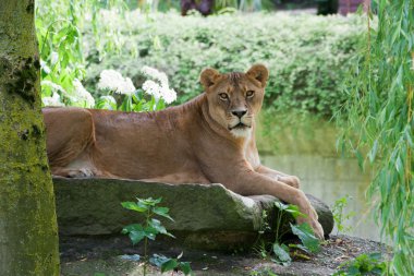 Loewenweibchen
