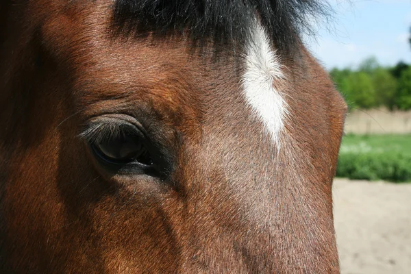 Auge vom Pferd — Foto Stock