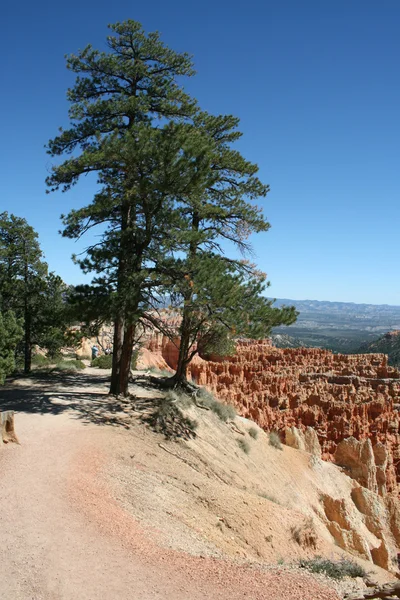 Bryce Canyon Baum — Stockfoto