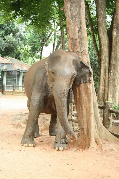 Elefant kratzt sich am Baum — Stockfoto