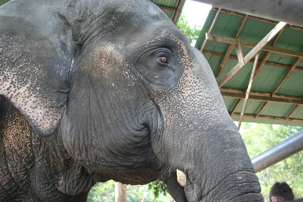 Elefantenkuh — Stock Photo, Image