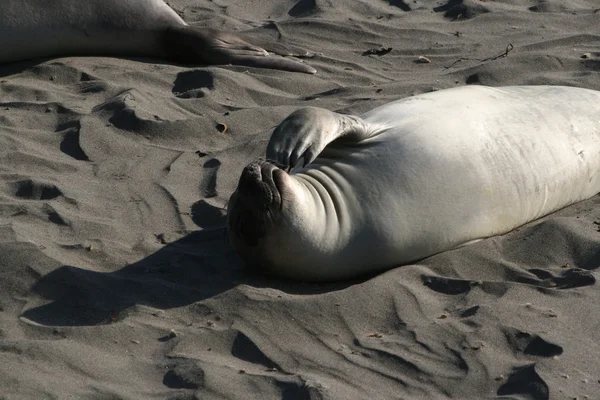 Elephant seal v slunci — Stock fotografie