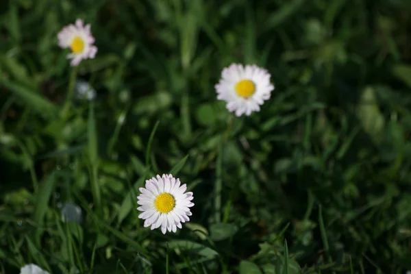 Gänseblümchen — Stock fotografie