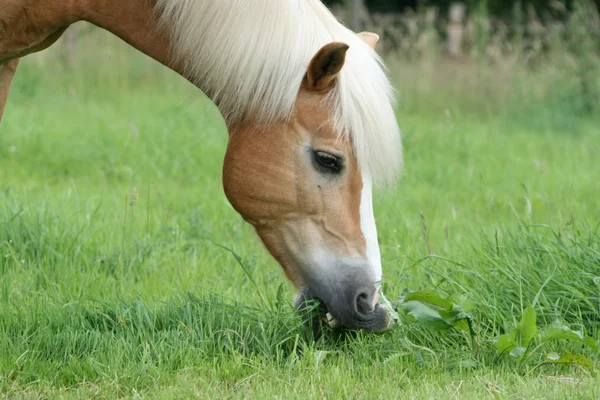 Haflinger バイム fressen — ストック写真