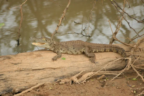 Krokodil bébé — Photo