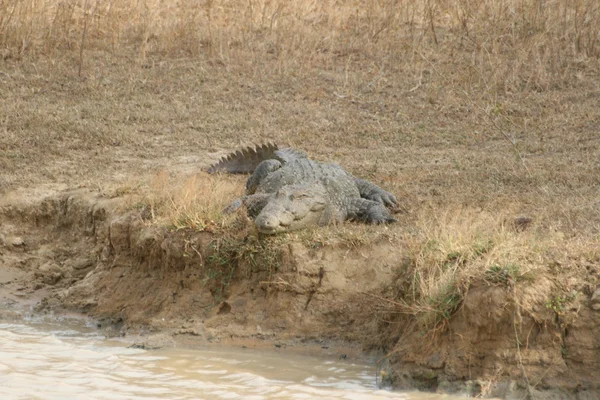 Krokodil — Foto Stock