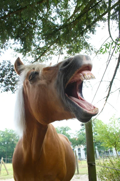 Lachender Haflinger — Foto Stock