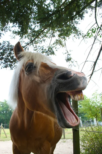 Lachendes Pferd — Fotografia de Stock