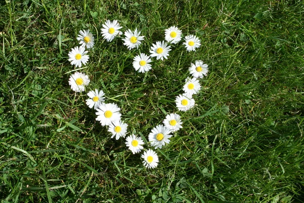 Herz aus Gänseblumen — Stock fotografie