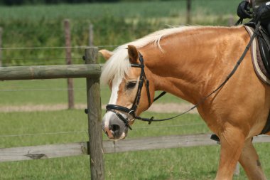 Pferd beim Reiten