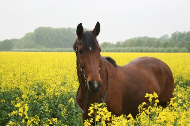 Pferd im Rapsfeld