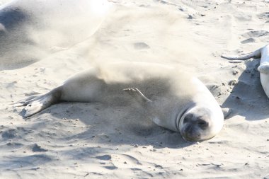Elefant bewirft sich mit kum görmek