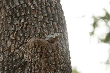 Varan auf dem Baum