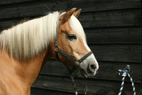 Pferd angebunden — Stockfoto