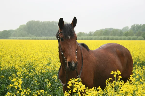 Pferd im Rapsfeld — Foto Stock