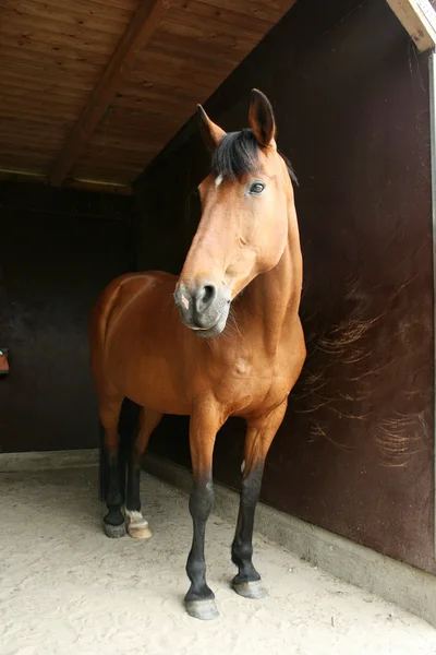 Pferd im Stall — Stock Photo, Image