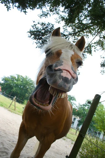 Pferd lacht — Foto Stock