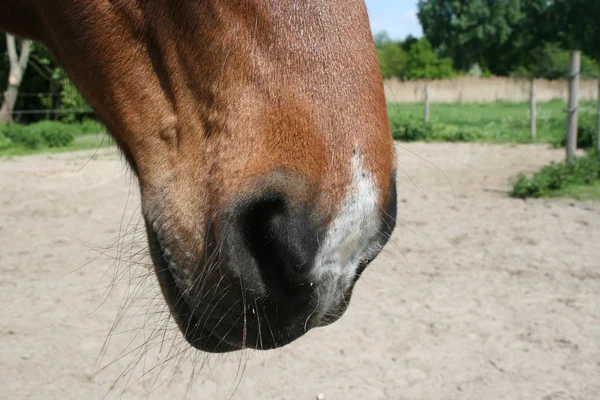 Pferdenüstern — Stockfoto