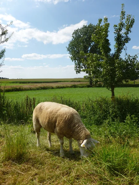 Schaf Auf Wiese — Stockfoto