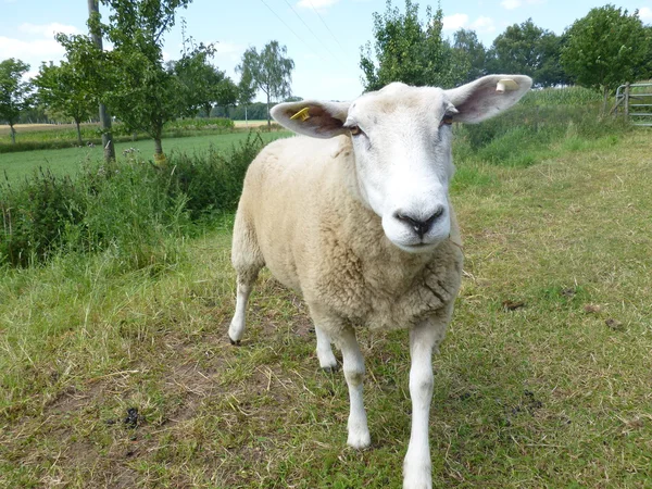 Schaf guckt — Stok fotoğraf