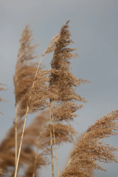 Schilf im vento — Foto Stock