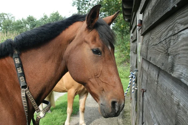 Warmblutstute — Stockfoto