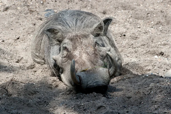 Warzenschwein Im Sand — Stockfoto