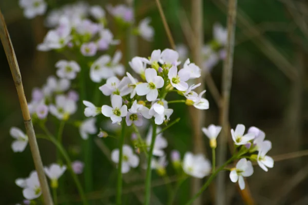 Wiesenschaumkraut weiß — Stockfoto