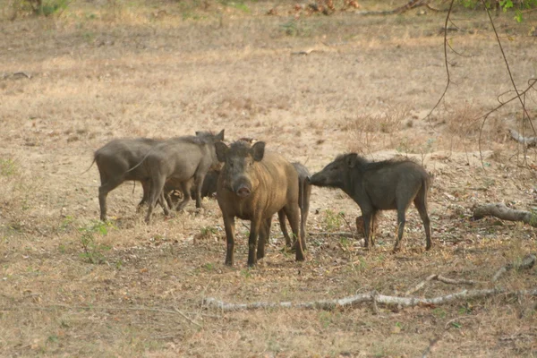 Wildschweine — Foto Stock