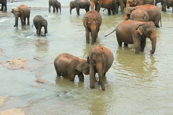 Elefantenherde im Fluss — Foto Stock