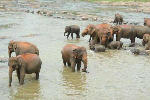 Elefantenherde Im Fluss — Stockfoto