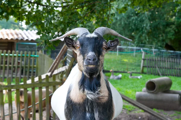 Ziegenbock frontal — Stockfoto