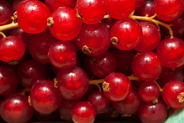 Grosella roja — Foto de Stock