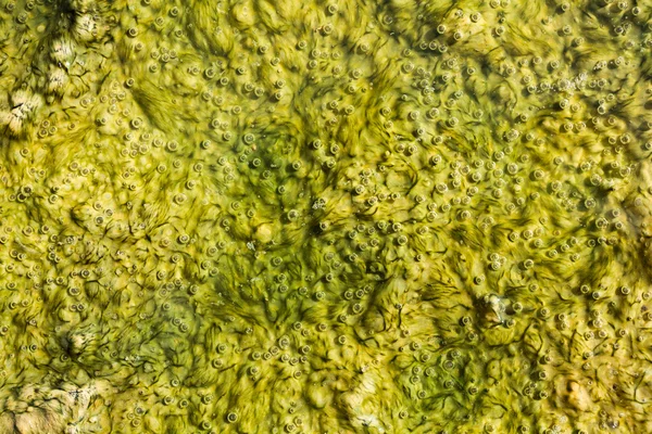 Bubbles in algae — Stock Photo, Image