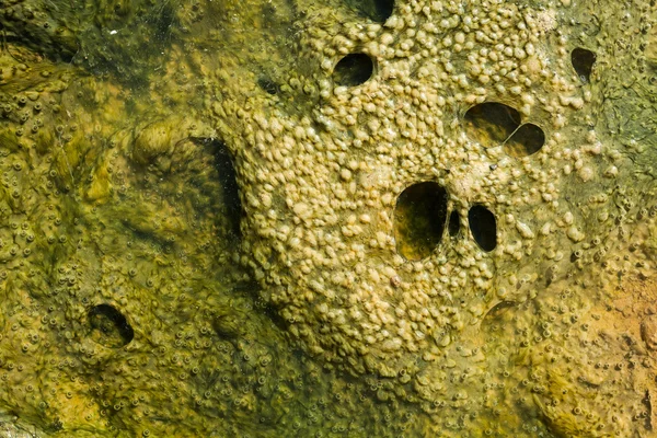 Bubbles in algae — Stock Photo, Image